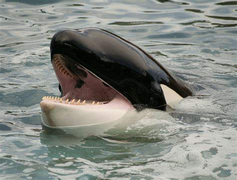 Orca brabet
